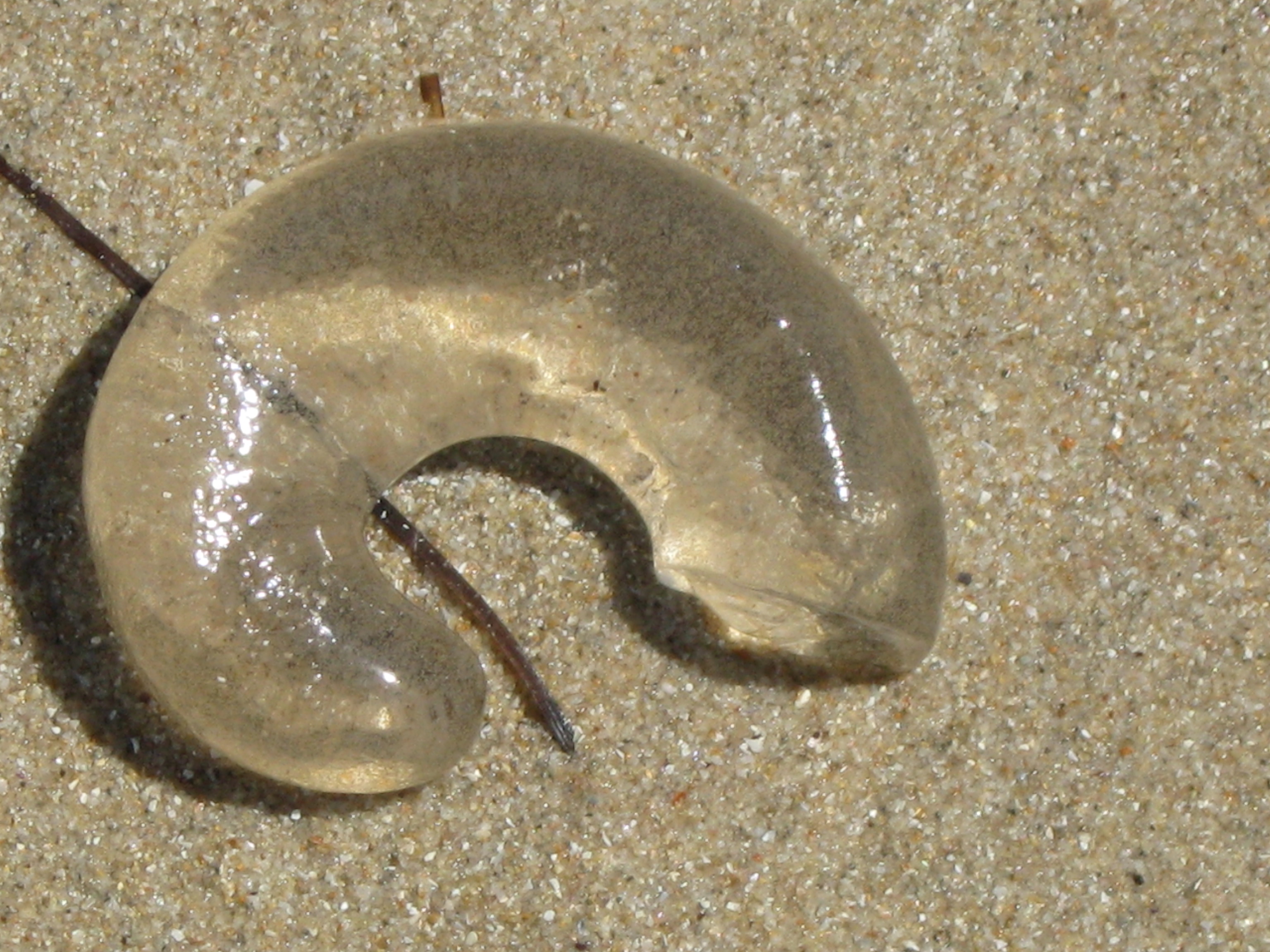Squishy things on the beach | The Resident Judge of Port Phillip